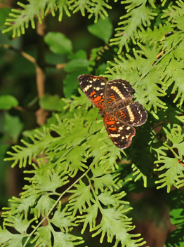 Texan Crescent